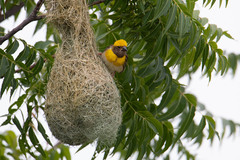 Ploceus philippinus