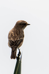 Saxicola maurus