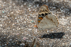 Junonia orithya