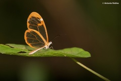 Greta morgane morgane