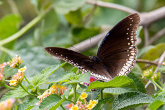 Hypolimnas bolina