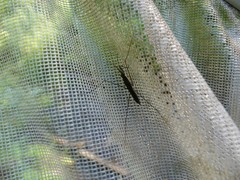 Limnoporus dissortis