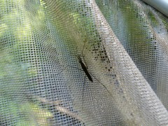 Limnoporus dissortis