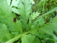 Limnoporus dissortis