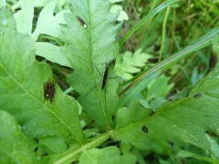 Limnoporus dissortis