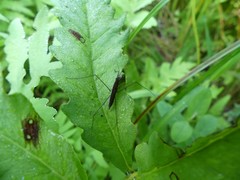 Limnoporus dissortis