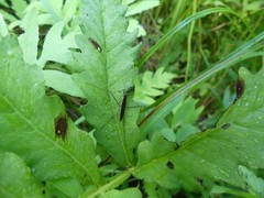 Limnoporus dissortis