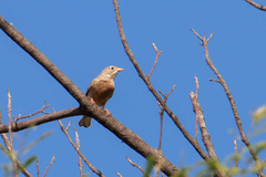 Emberiza buchanani