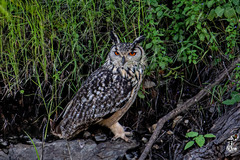 Bubo bengalensis