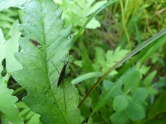Limnoporus dissortis