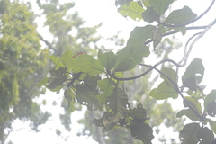 Artocarpus elasticus