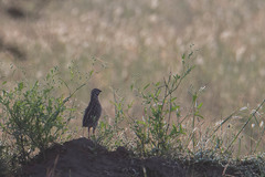 Coturnix coromandelica