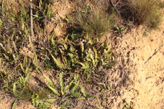 Blechnum australe australe