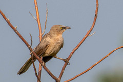 Argya malcolmi