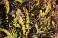 Blechnum australe australe