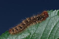 Lasiocampa quercus