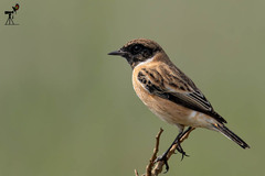 Saxicola maurus