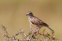 Mirafra erythroptera