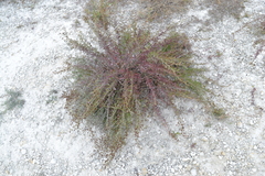 Scrophularia cretacea