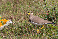 Vanellus malabaricus