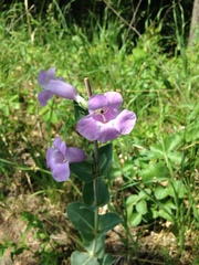 Penstemon grandiflorus