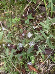 Stellaria vestita