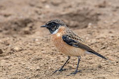 Saxicola maurus