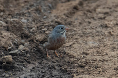 Emberiza buchanani