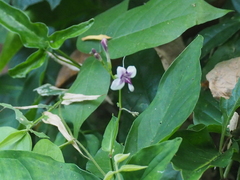 Asystasia indica