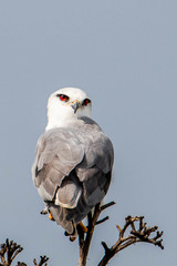 Elanus caeruleus