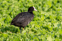 Fulica atra