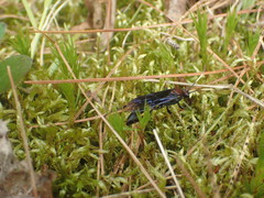 Ichneumon centrator