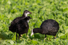 Fulica atra