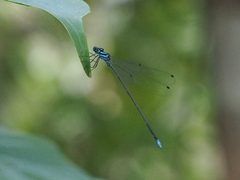 Coeliccia membranipes