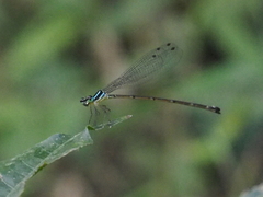 Coeliccia membranipes
