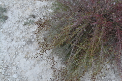 Scrophularia cretacea