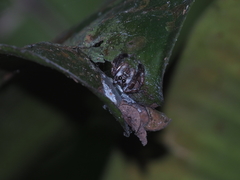 Pseudamycus canescens