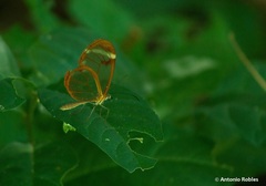 Greta morgane morgane