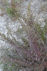 Scrophularia cretacea