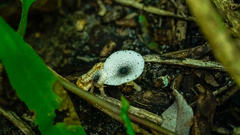 Leucocoprinus ianthinus