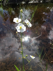 Sagittaria