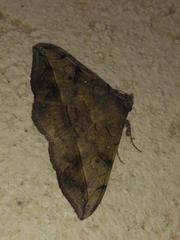 Anticarsia irrorata