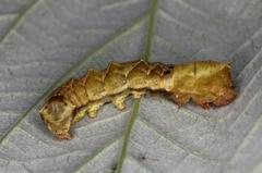 Thyatira batis