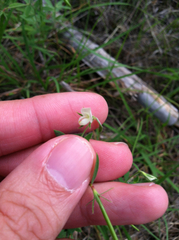 Acmispon americanus americanus