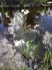 Sagittaria