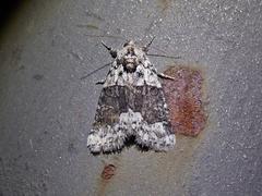 Bryophila amoenissima