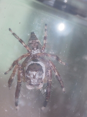 Pseudamycus canescens