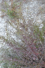 Scrophularia cretacea