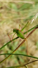 Leptophyes punctatissima