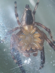 Pseudamycus canescens